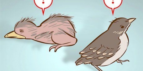 Aiutare un uccellino caduto da un nido