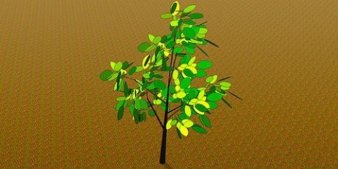 Trapiantare un giovane albero