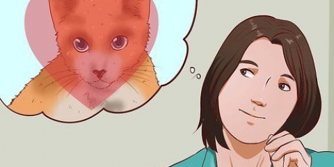 Prendere un gatto come animale domestico