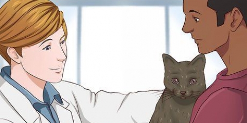 Dare sedativi a un gatto