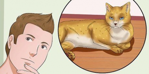 Coccolare un gatto