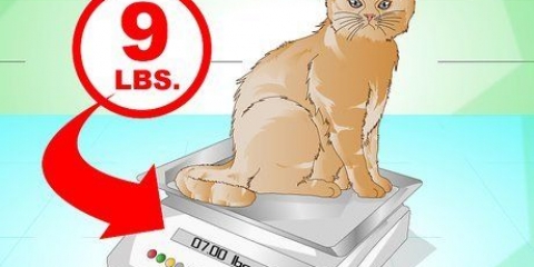 Fai arrivare un gatto