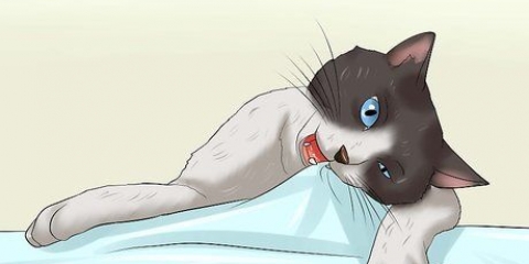 Come far smettere di masticare un gatto