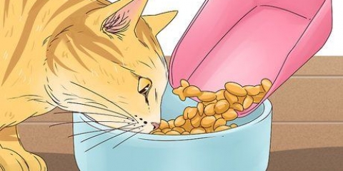 Fai smettere di miagolare un gatto