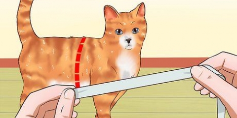 Insegnare a un gatto a camminare al guinzaglio