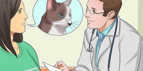 Medicare un gatto