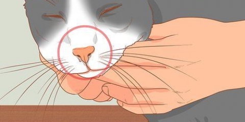 Trattare un gatto con il naso chiuso