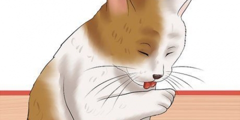 Controllare un gatto per le pulci