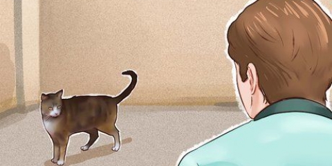 Addomestica un gatto