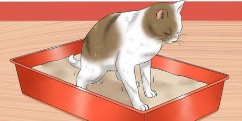 Fare un clistere a un gatto a casa
