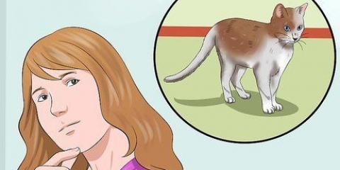 Addestrare un gatto per essere al sicuro fuori ed essere un buon topo