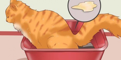 Come curare un gatto dalla stitichezza