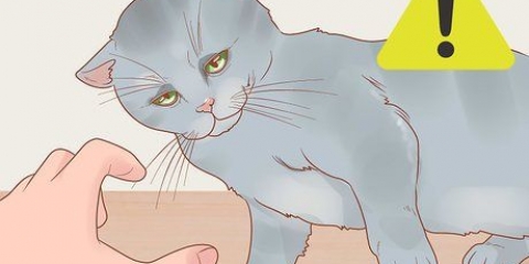 Tenendo un gatto