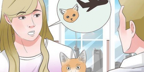 Trasporto di un gatto in aereo