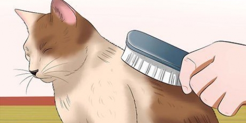 Prendersi cura di un gatto