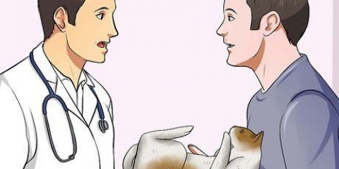Preparare un gatto per un viaggio in aereo