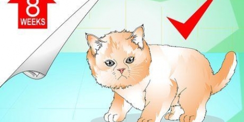 Fare il bagno a un gattino