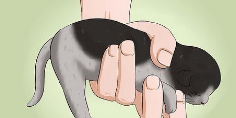 Fai la cacca di un gattino