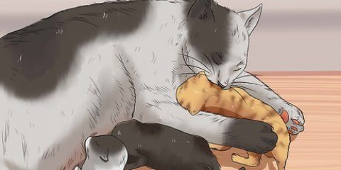 Allevare un gattino