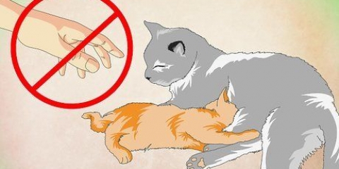 Far amare l'acqua a un gattino