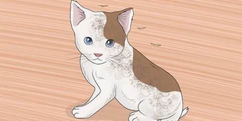 Lavare un gattino