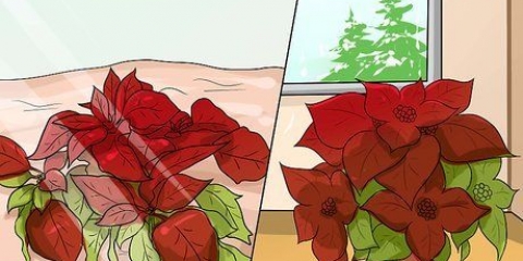 Coltivare una stella di natale