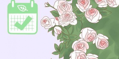 Pianta una rosa rampicante
