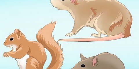 Catturare un roditore in casa tua