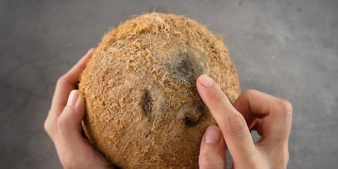 Scava una noce di cocco