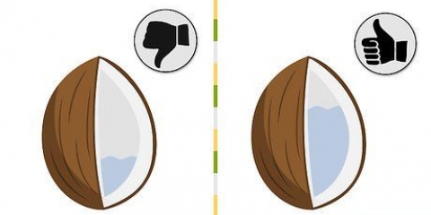 Coltivare una palma da cocco