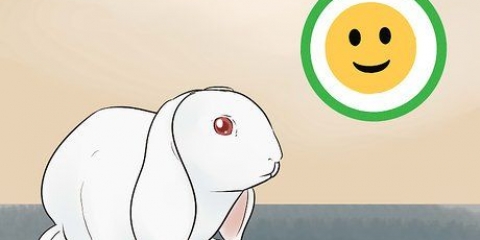 Tenere un coniglio e un gatto come animali domestici
