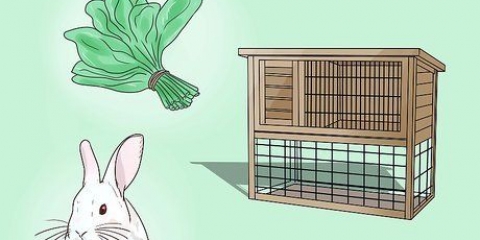 Insegna a un coniglio a venire quando lo chiami