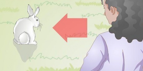 Tenendo un coniglio
