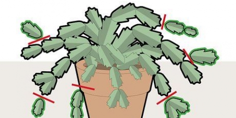 Potare un cactus membro