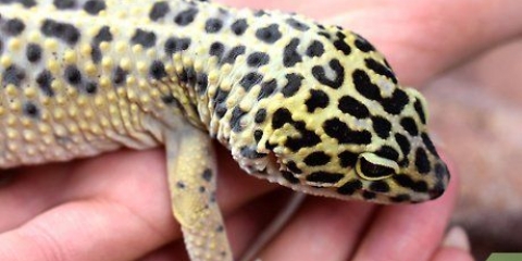 Un geco leopardo che non si nutre