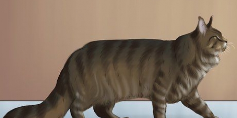 Identificazione di un maine coon