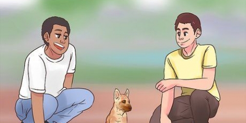 Addestrare un malinois