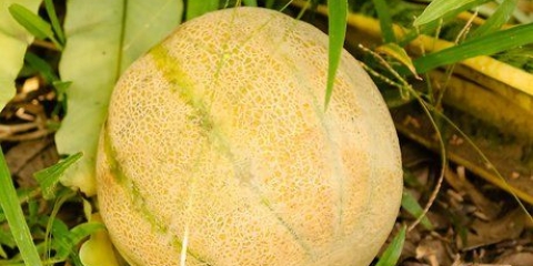 Fai maturare un melone
