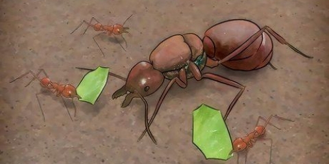 Identificare una regina delle formiche