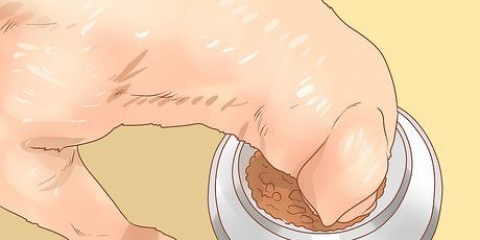 Dare da mangiare a una mamma cagnolina
