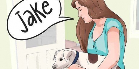 Crea un nome per il tuo cucciolo o cane