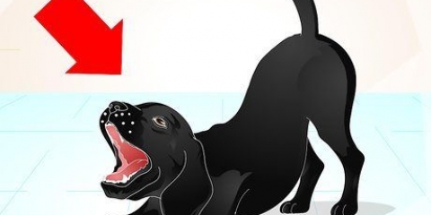 Addestrare un labrador dispettoso