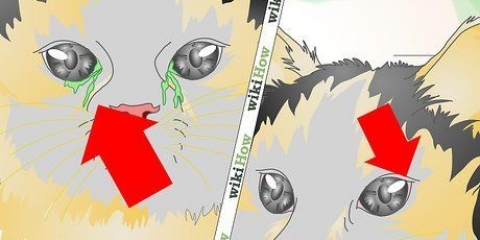 Trattare un'infezione agli occhi in un gatto