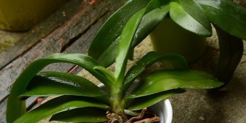 Rinvasare un'orchidea