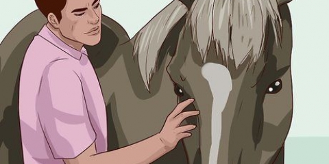 Insegna a un cavallo