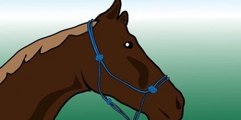 Spazzolare un cavallo