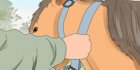 Truccare un cavallo