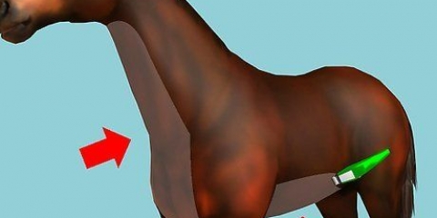 Radere un cavallo
