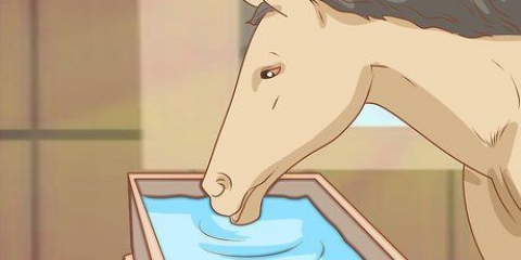 Nutrire un cavallo