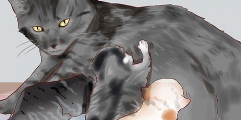 Dare da mangiare a un gattino appena nato